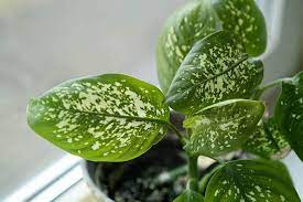 گیاهان آپارتمانی سمی